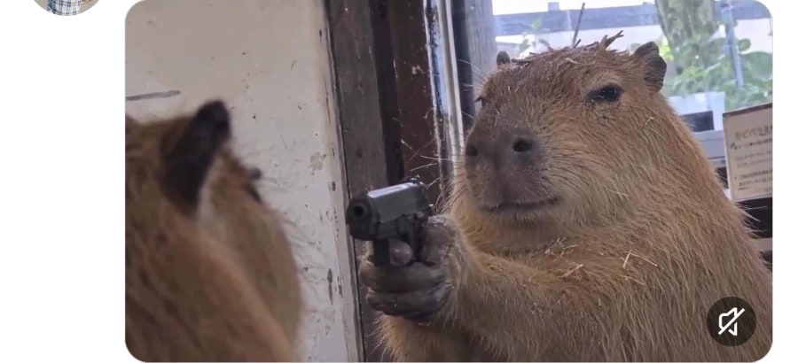 Korean community post, image 2: The attached photo: a capybara pointing a gun straight at camera.
