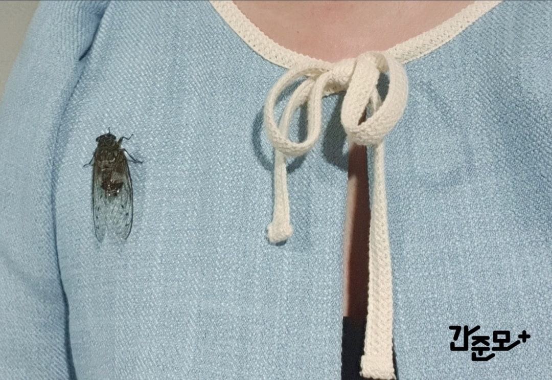 Korean community post, image 2: The "brooch." A real cicada, sitting on her jacket.