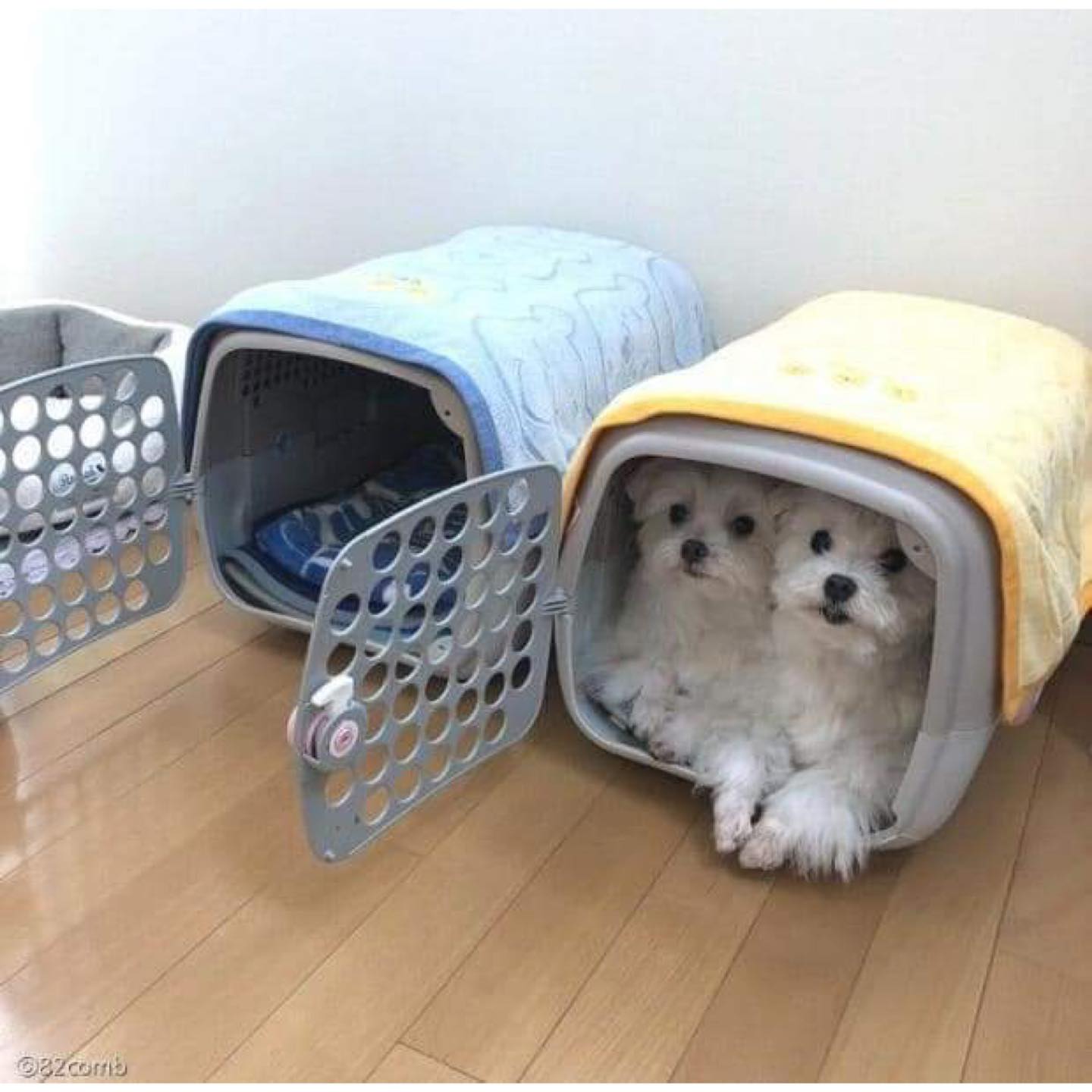 Korean community post, image 2: Different angle — both of them stuffed into the yellow crate together.