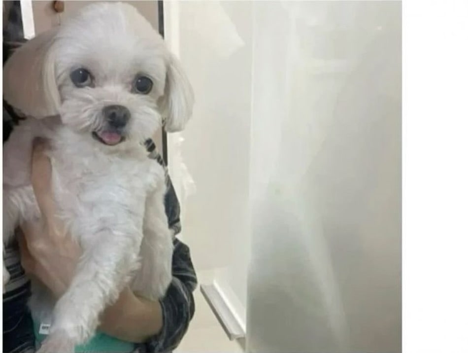 Korean community post, image 2: The dog in question.