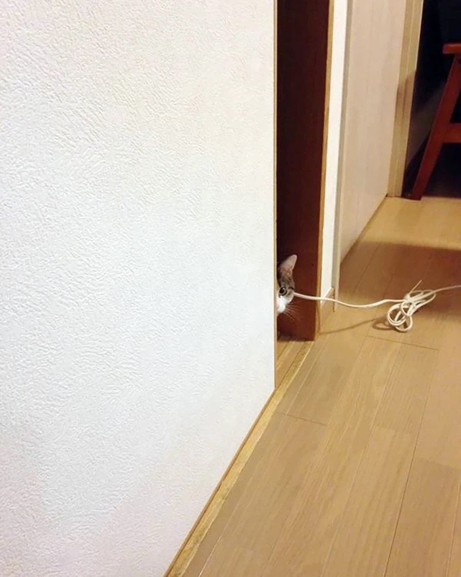 Korean community post, image 4: Caught again — gripping a stray phone cord, still keeping her under surveillance.