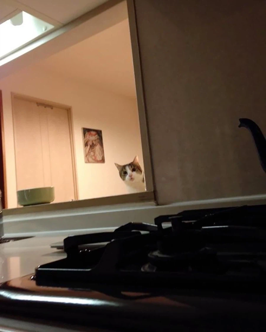 Korean community post, image 3: Now it's peeking through the kitchen pass-through, silently watching her cook.