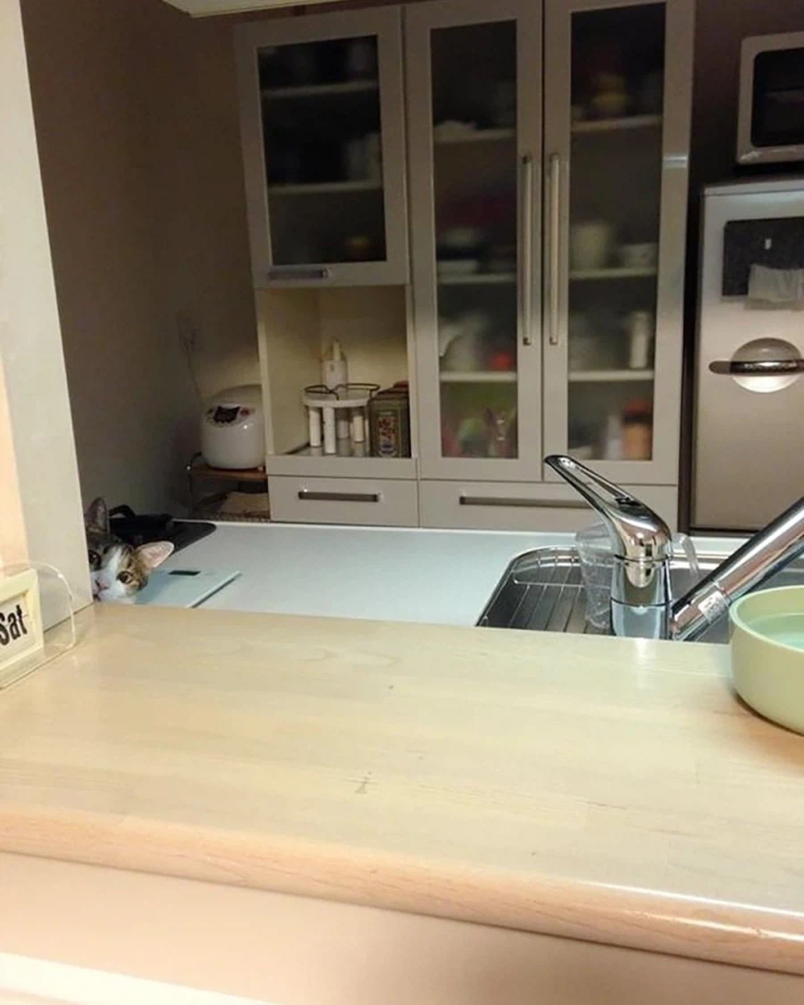 Korean community post, image 6: Finally just resting its chin on the kitchen counter, staring her down up close.