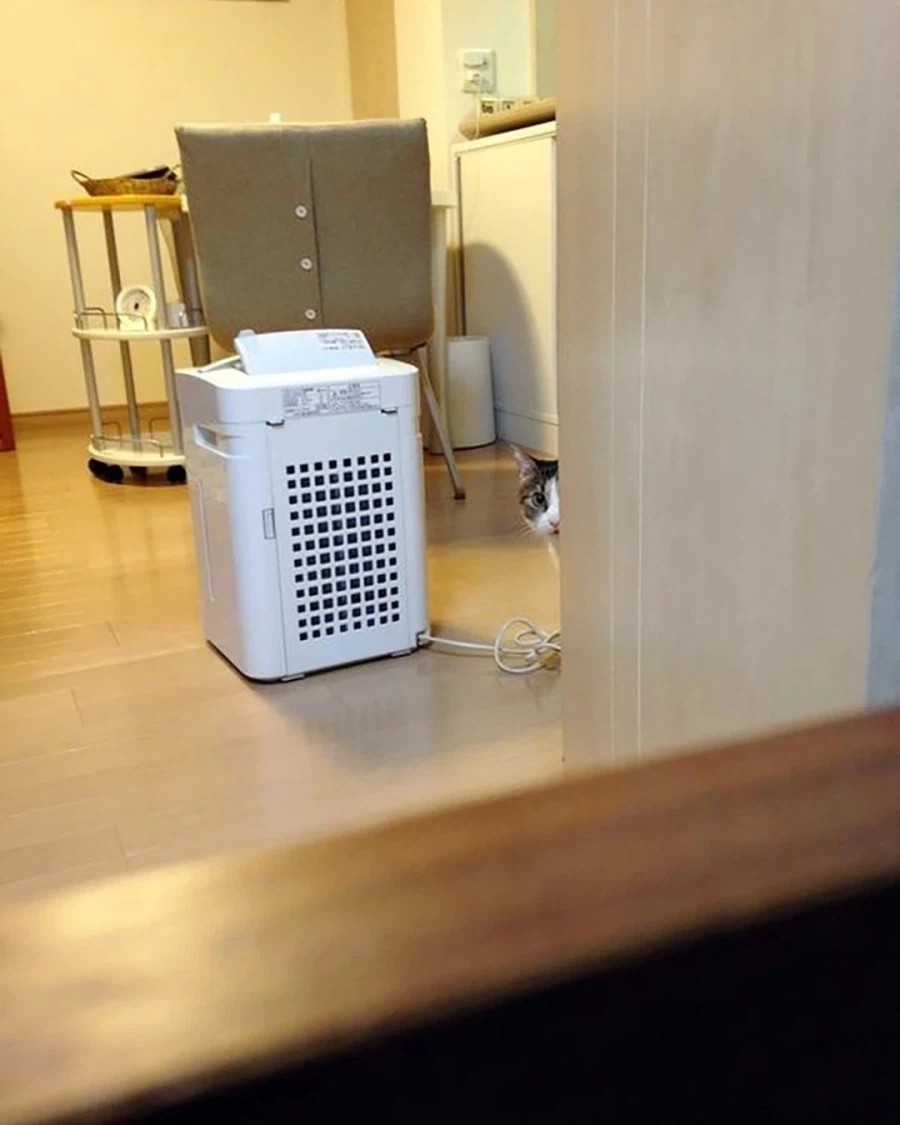Korean community post, image 5: Tucked behind the air purifier, unmoving, eyes still fixed on her.