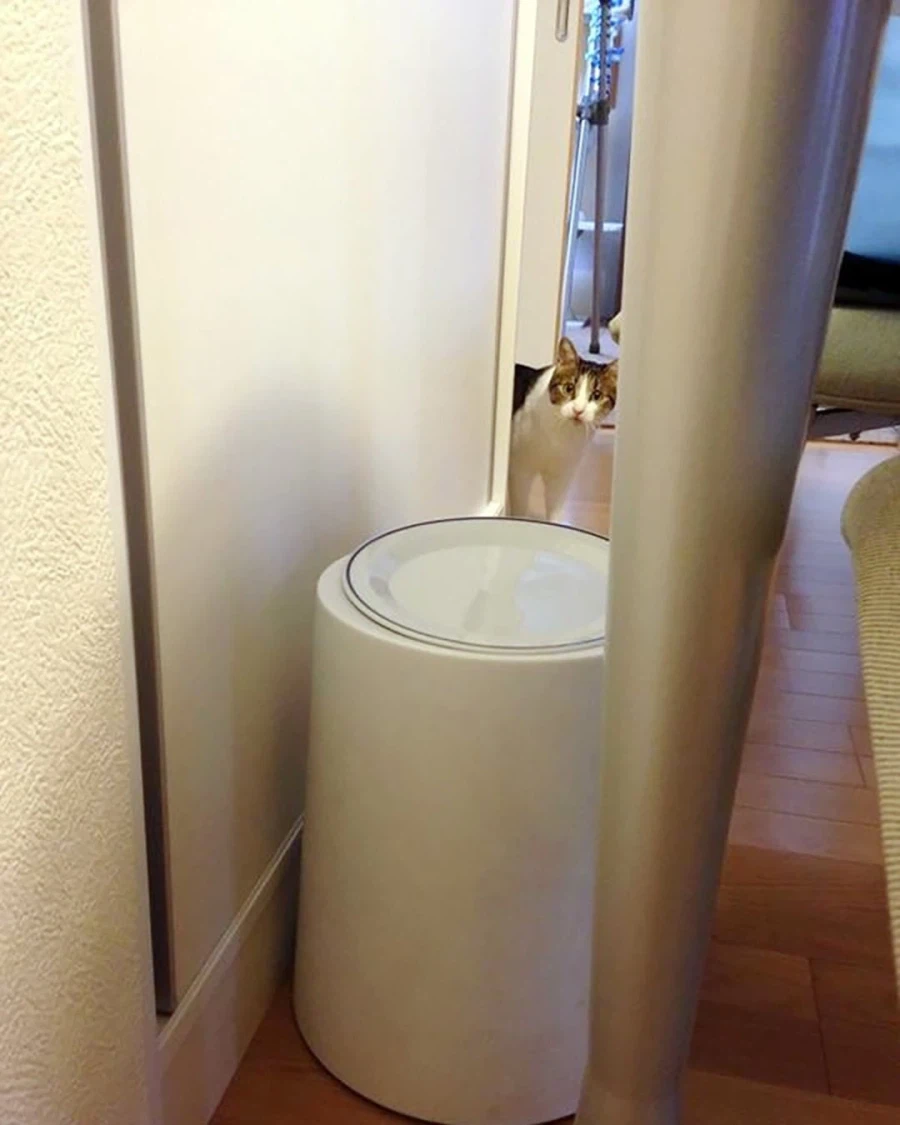 Korean community post, image 2: Same cat, hiding behind the water dispenser, one eye locked on her through the gap.