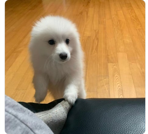Korean community post, image 4: A white puppy's ears vanish backward, matching the bald look.