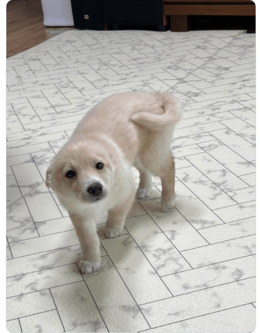 Korean community post, image 2: The puppy's ears flattened back, going full 'bald-head.'